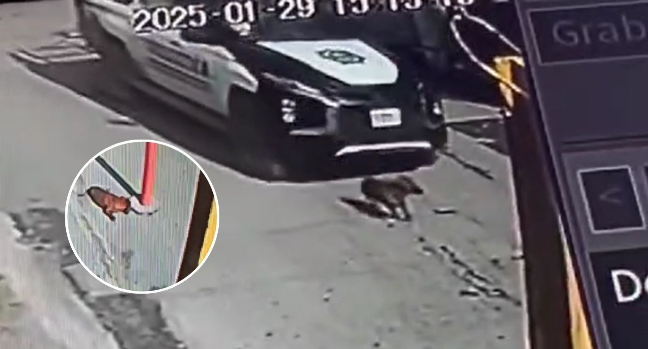 Patrulla de Salinas Victoria atropella a perro y se retira