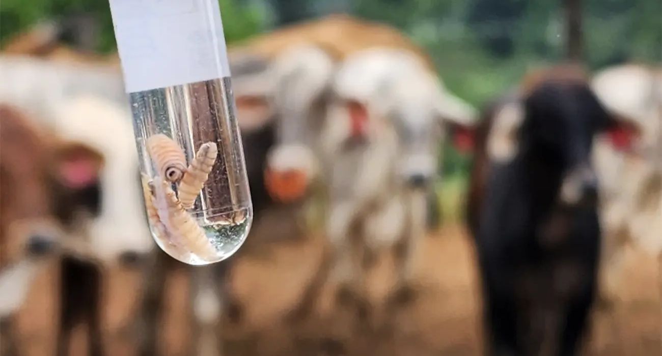 Anuncian México y EUA plan para erradicar el gusano barrenador