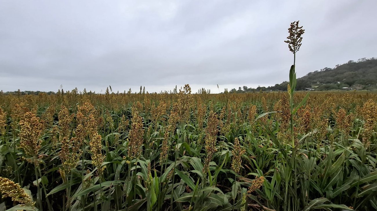 Tamaulipas impulsa bioenergía, solar y reciclaje de plásticos