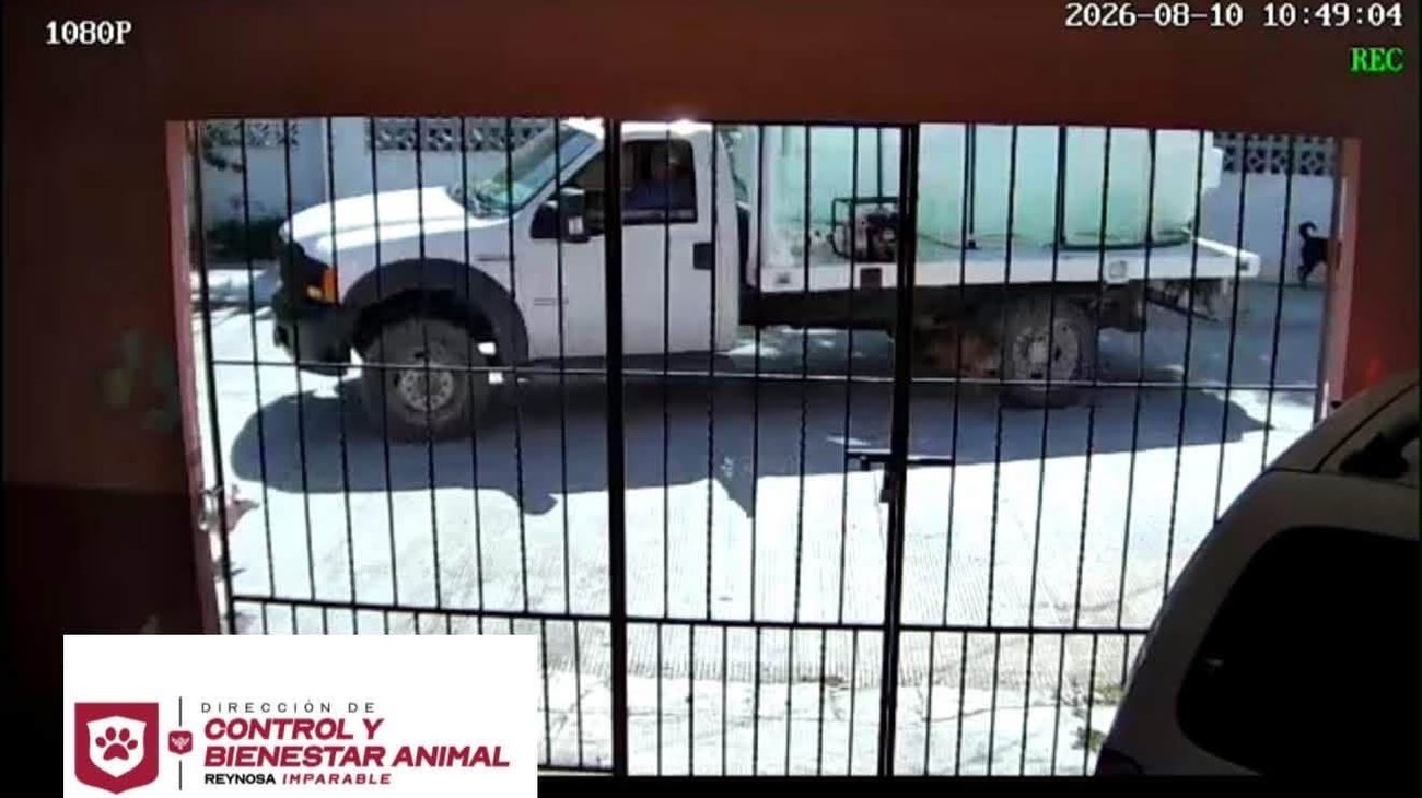 Alcalde pide investigar atropellamiento de canino en Reynosa