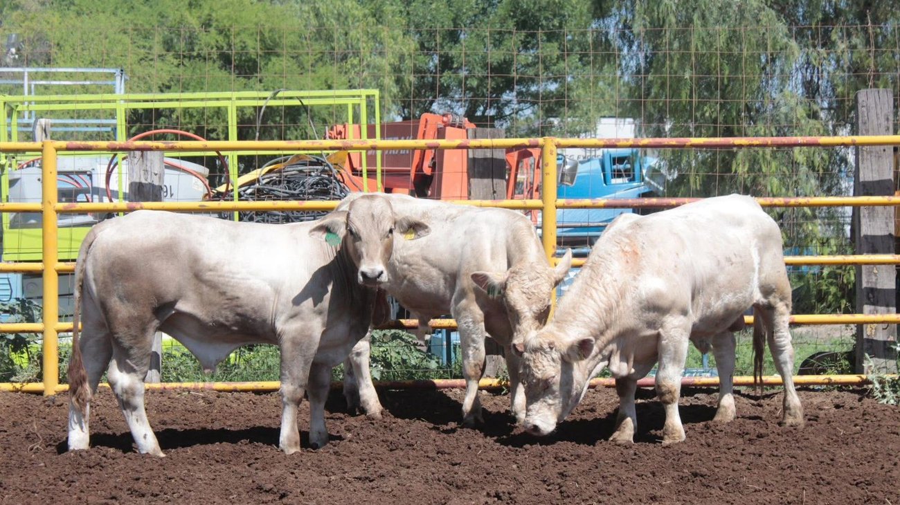 El 17 de octubre cierra ventanilla para programa de sementales