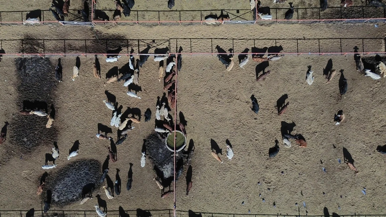 México y EUA acuerdan medidas para exportación de ganado