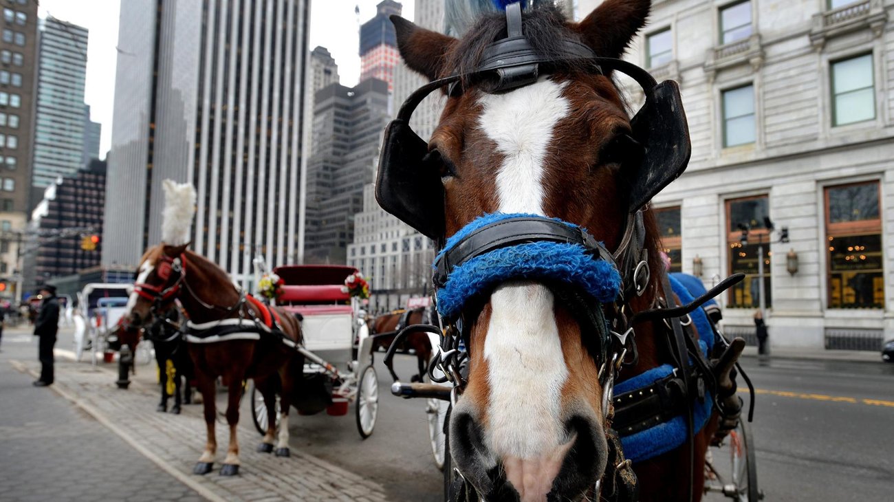 Muere joven tras un accidente en un carruaje de caballos en NY