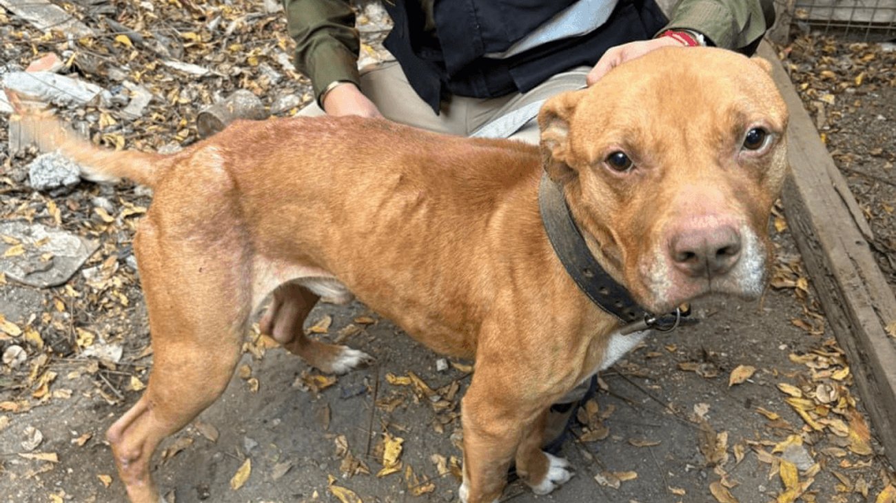 División Ambiental refuerza rescates de animales en NL