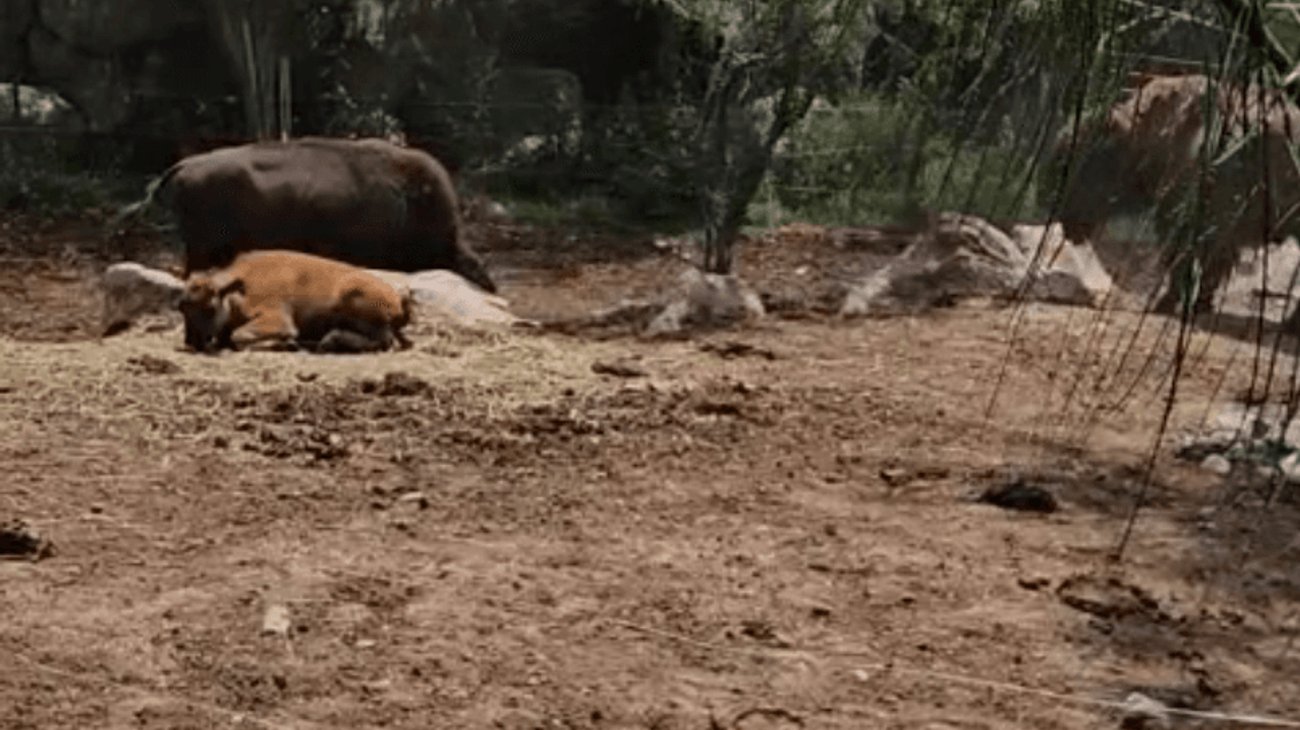 Nace cría de bisonte en el Museo del Desierto de Saltillo