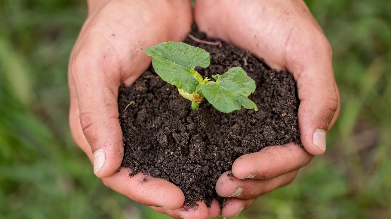 Descubren expertos de la UNAM nueva especie de árbol