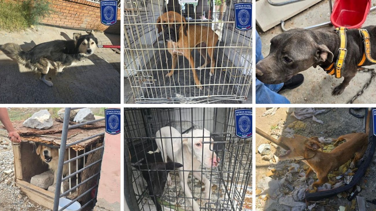 22_animales_chihuahua_ed4036c8df