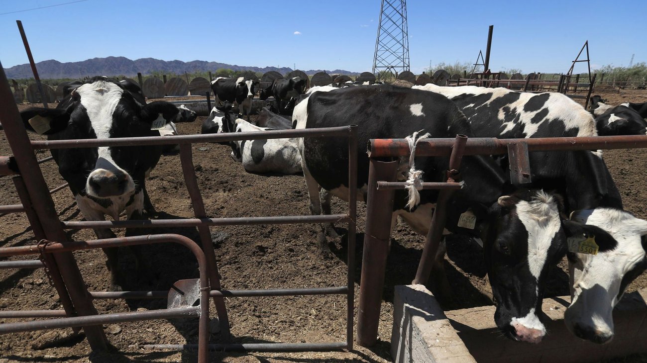 Casos de gusano barrenador bajan 28% en México