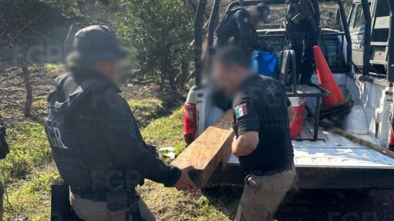 Asegura FGR madera en Veracruz de posible tala clandestina
