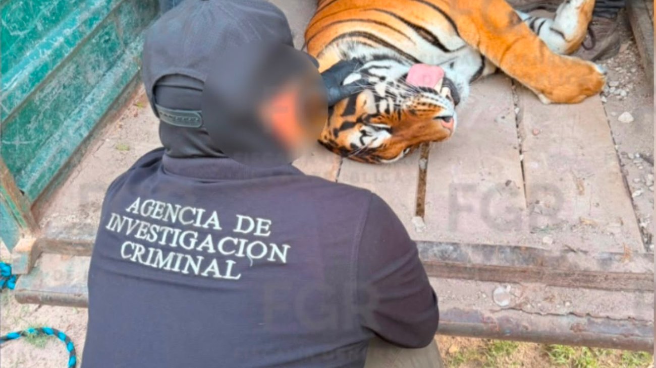 Decomisa FGR fauna exótica y vehículos en Durango