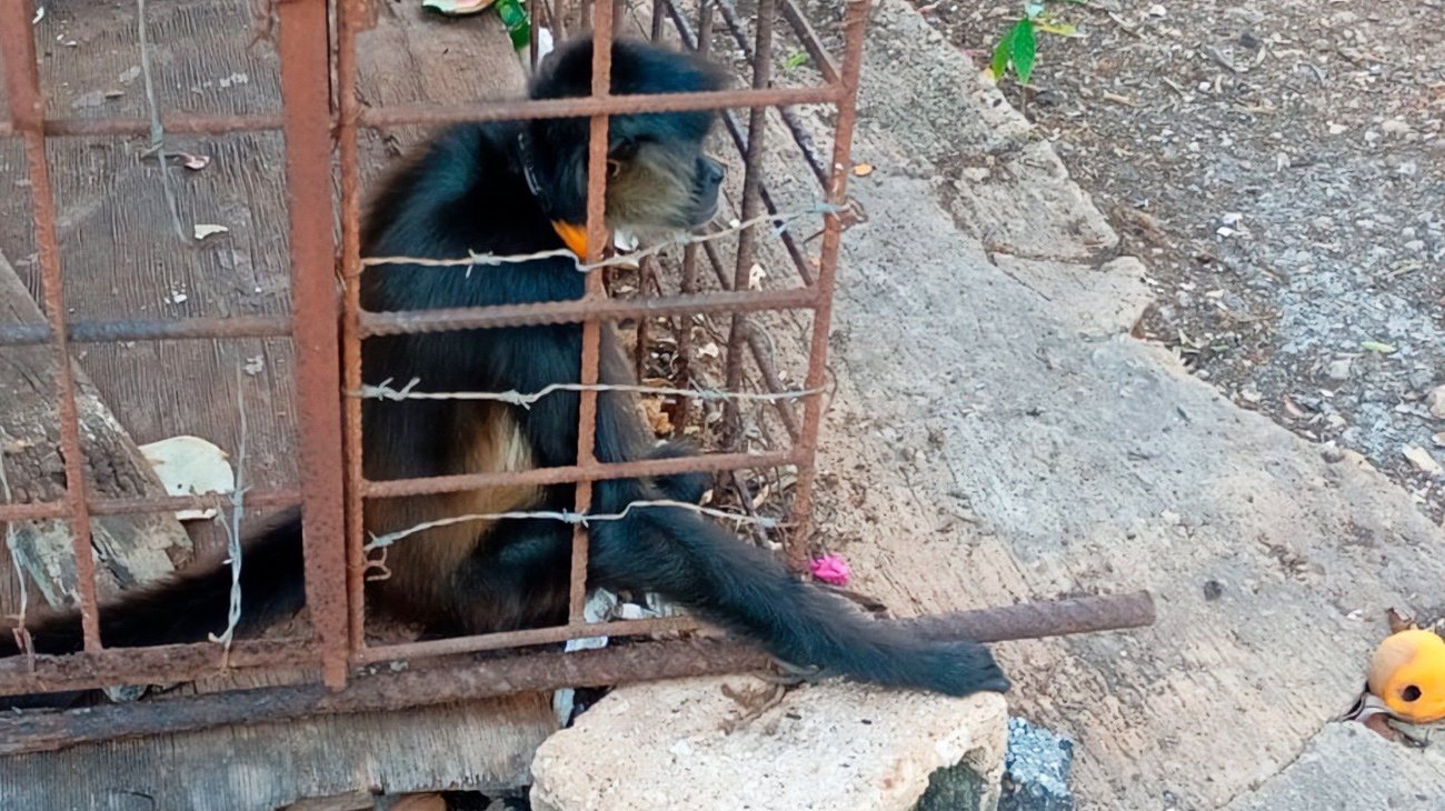 Rescata Profepa especies en operativo contra tráfico ilegal