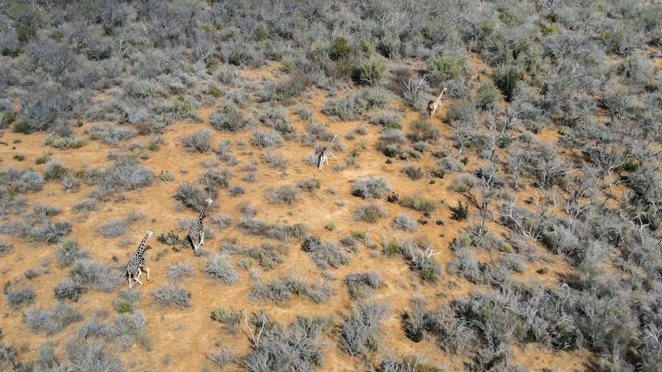 Jirafas sorprenden en el norte; investigan origen