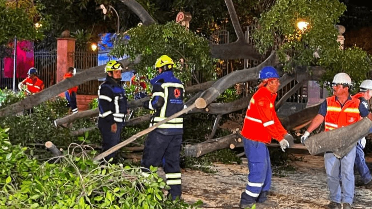 Árbol cae sobre seis vehículos y deja un muerto en Querétaro