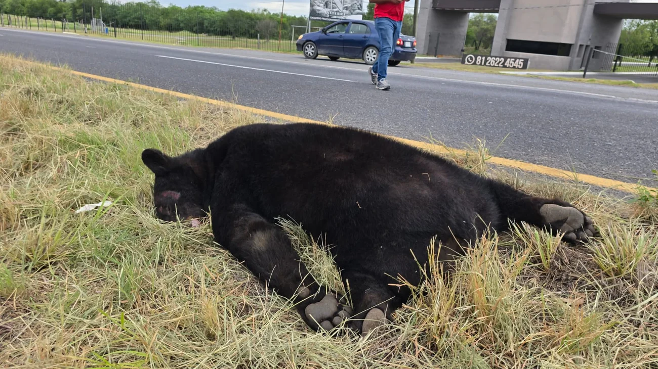 Atropellan a un oso en Carretera Nacional en Montemorelos