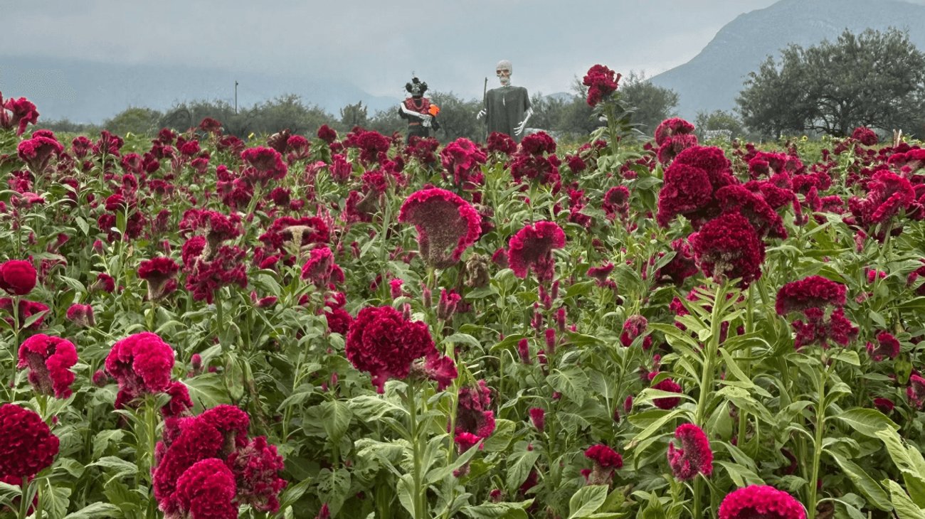 Campos de cempasúchil mantienen la tradición del día de Muertos