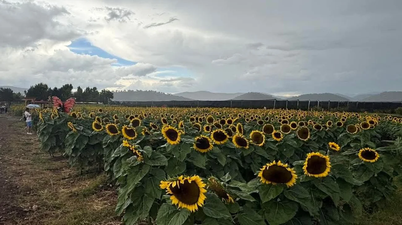 4b1b52a3_10aa_440d_a60a_a8b3bac82745_3f80a152d4