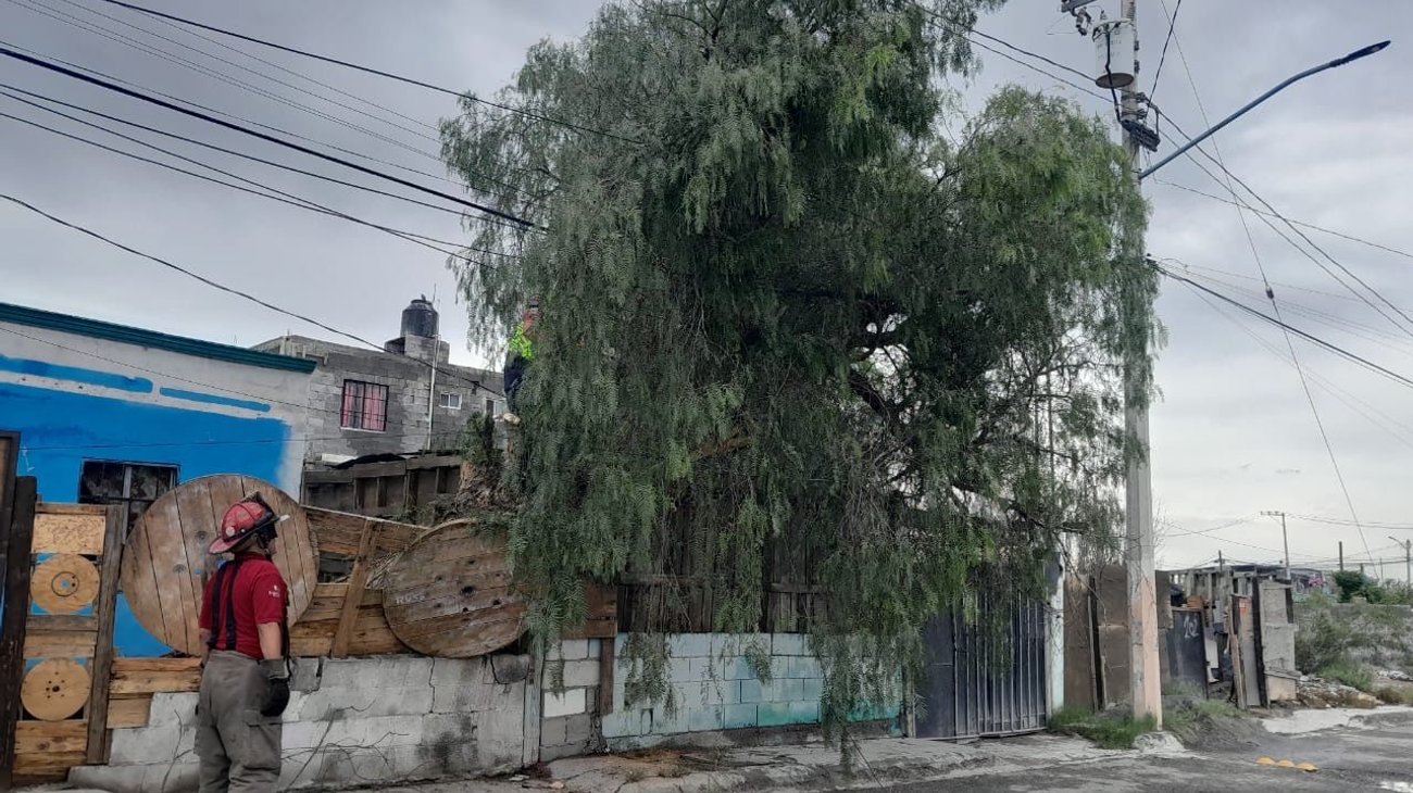 Lluvias derriban árboles y crean encharcamientos en Ramos Arizpe