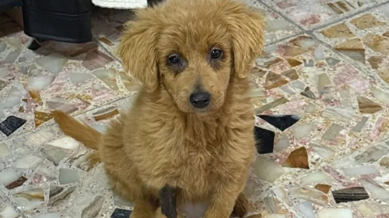 Salvan a perra decolorada con peróxido para venderla como golden