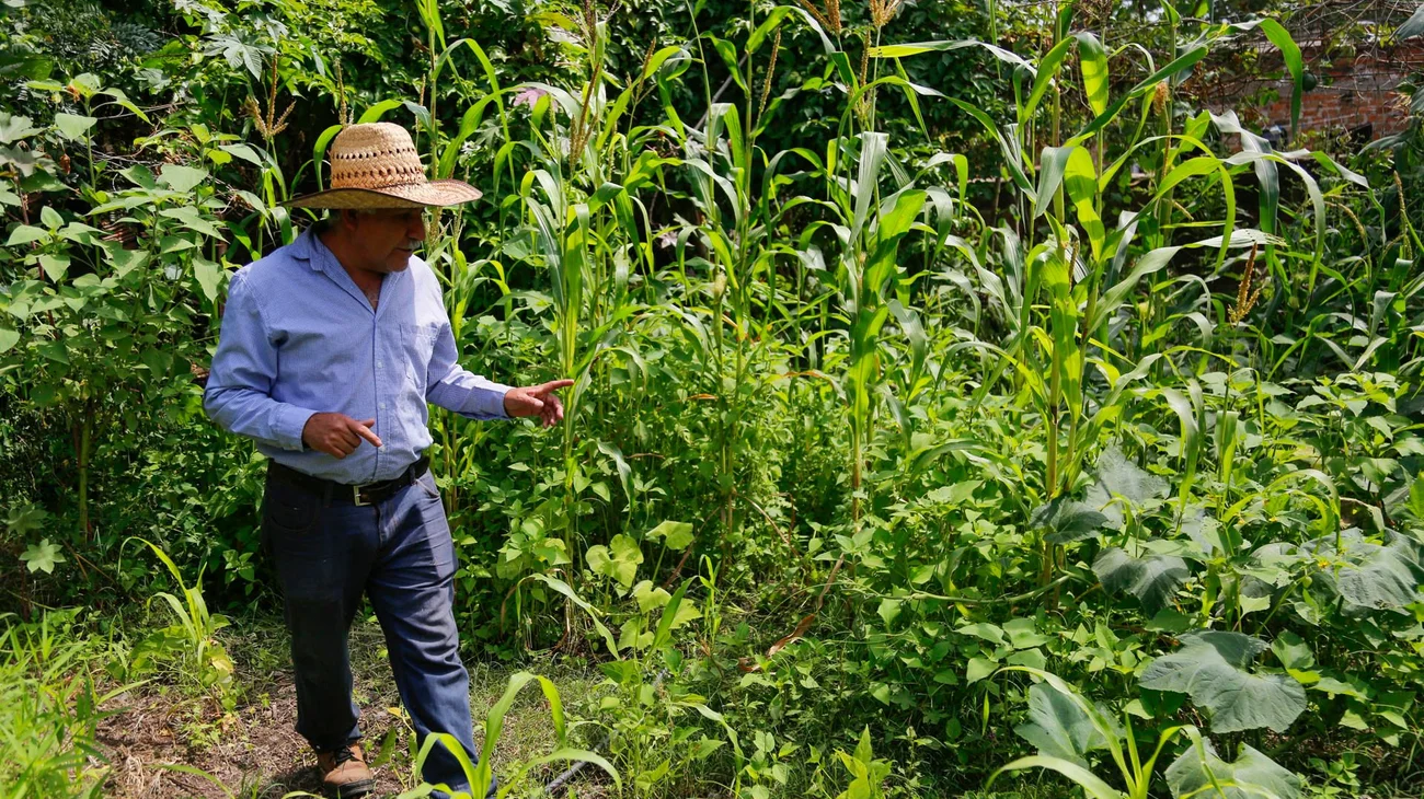 México pierde disputa comercial Sobre maíz transgénico