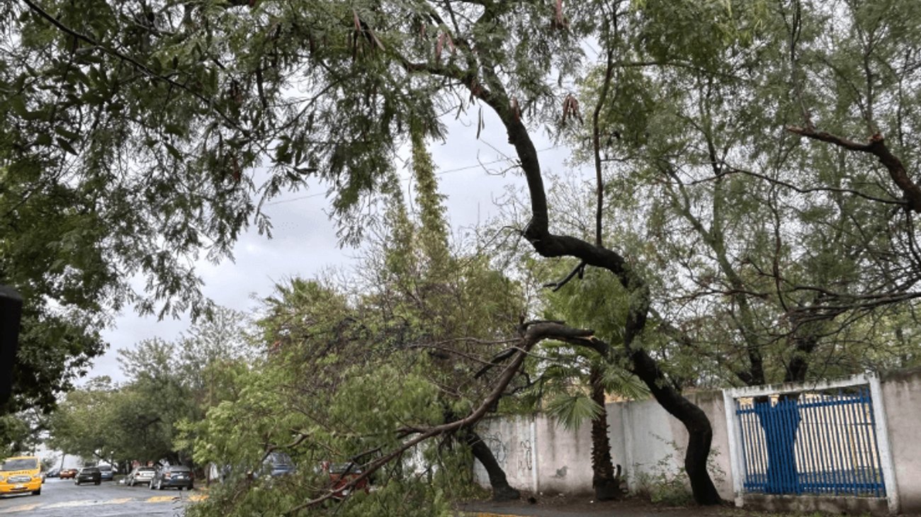 Árbol cae en colonia Morelos y afecta vialidad en Monterrey