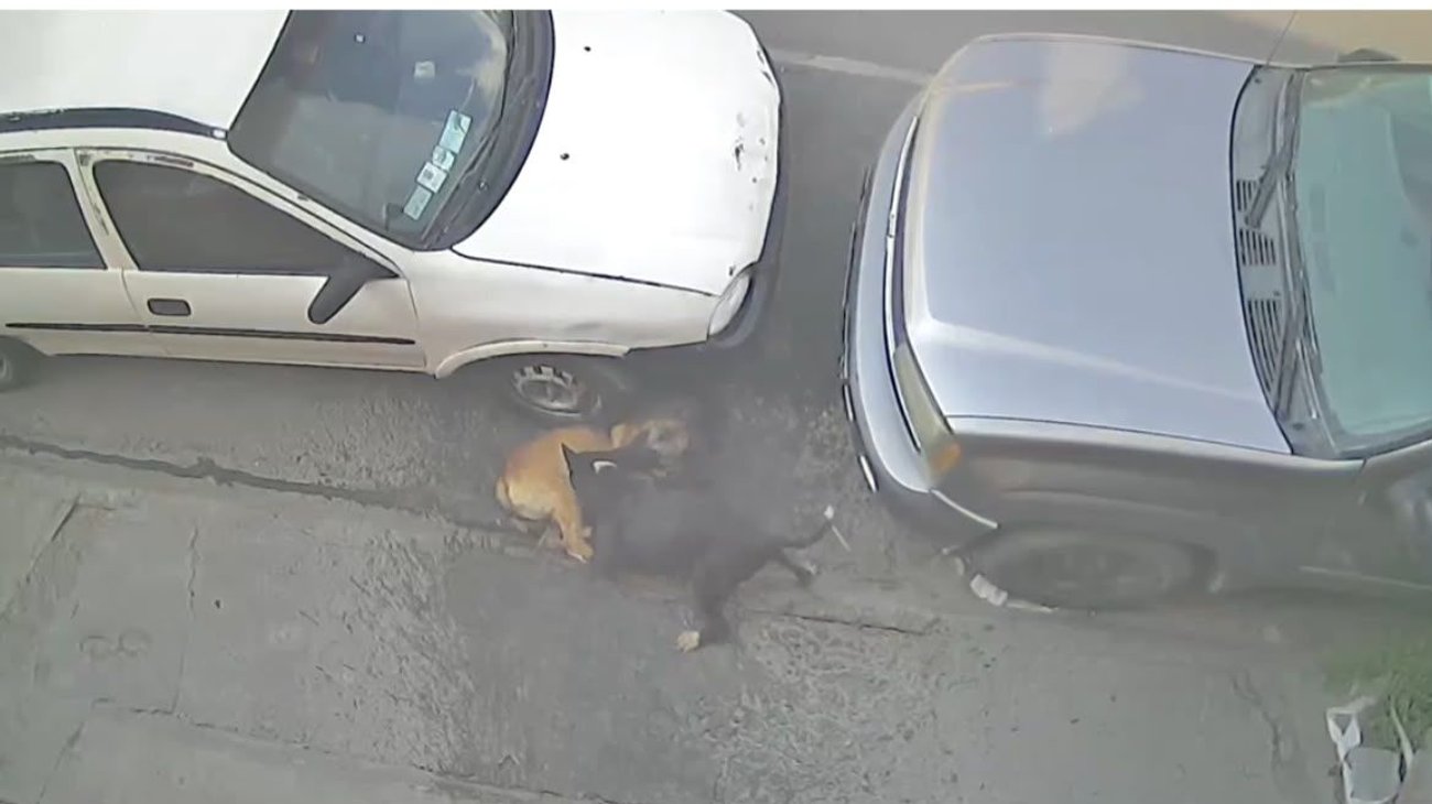 Desmienten muerte de perros tras ataque atribuido a pitbull