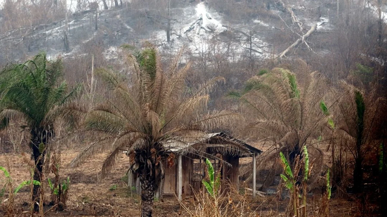 Incendios forestales pueden desaparecer pueblos indígenas