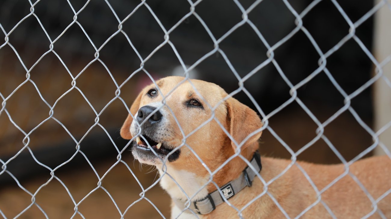 Feria de Adopción busca hogar para perritos en Saltillo