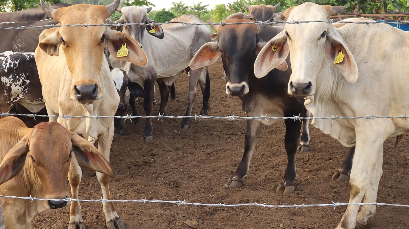 5af9115051720aad6aaefdca438dc1b86ffa1b8dw_b8fe3d5f16