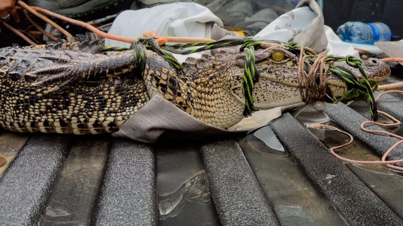 Bienestar Animal Reynosa rescata a cocodrilo del río Bravo