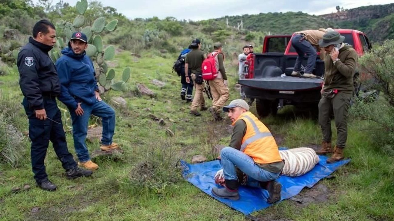 Profepa defiende operativo tras muerte de tigre “Kenzo” en Edomex