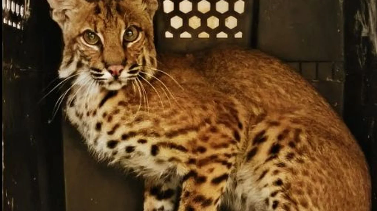 68c8327d_de73_4ebe_8880_c2052e93c7c2_6d8791c266