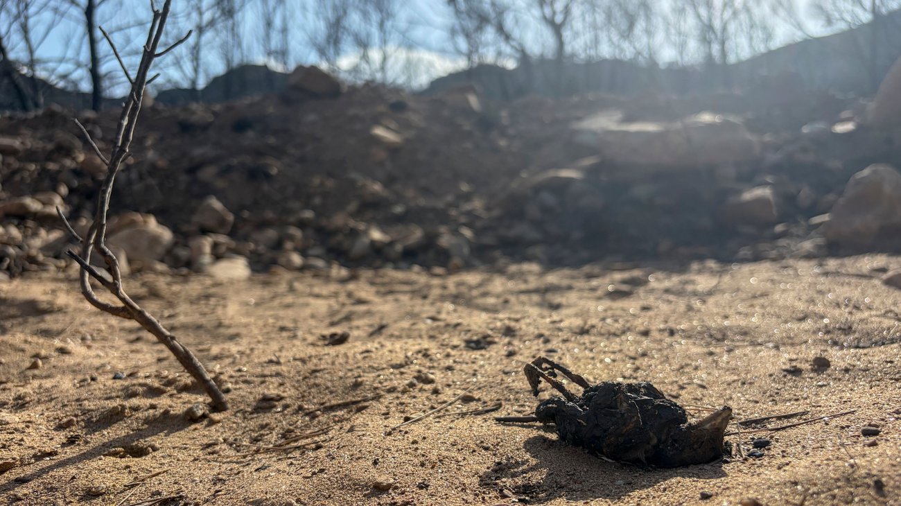 Aumentan a 10 los desaparecidos por incendio en Los Gallardos