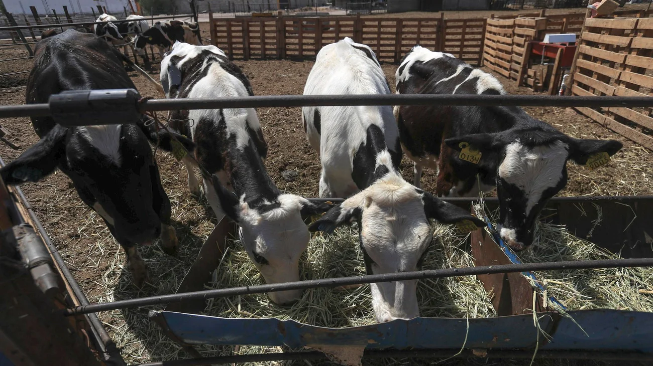 Cierre fronterizo de EUA al ganado mexicano causa alza de precios