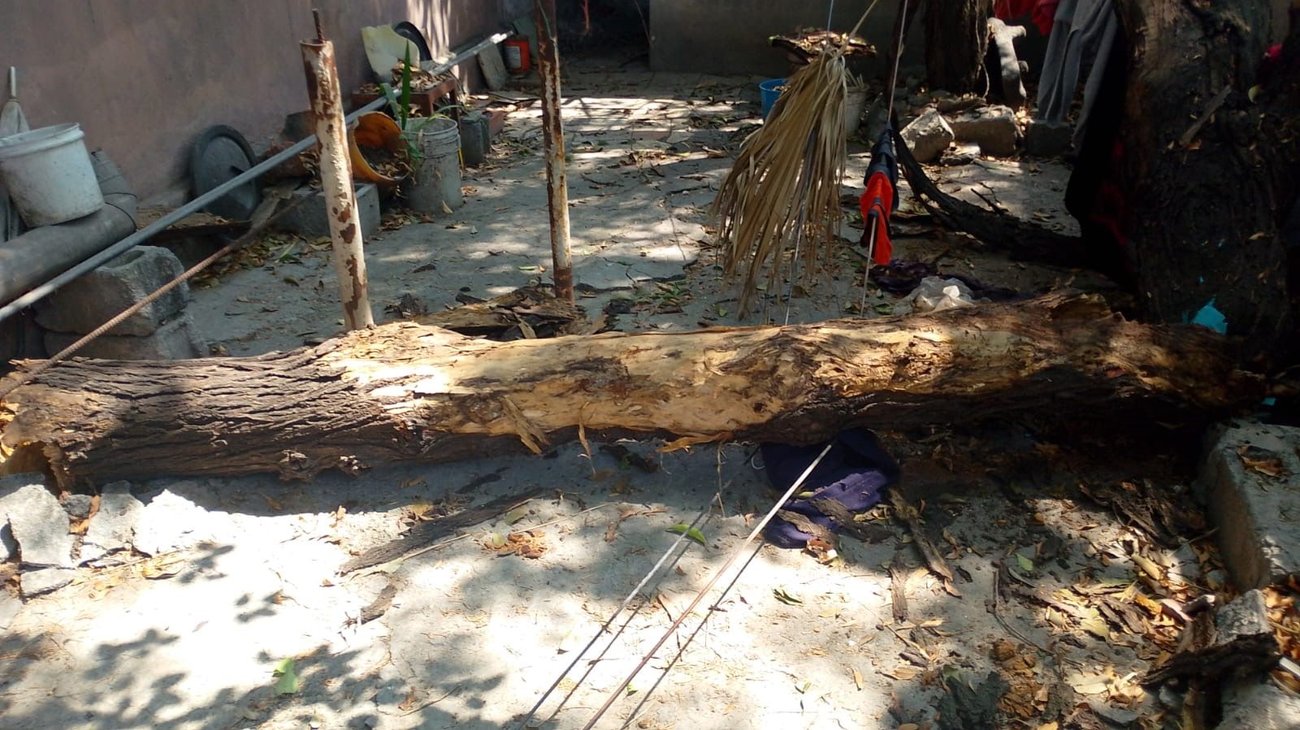 Pide apoyo adulto mayor para retirar árbol caído de su patio