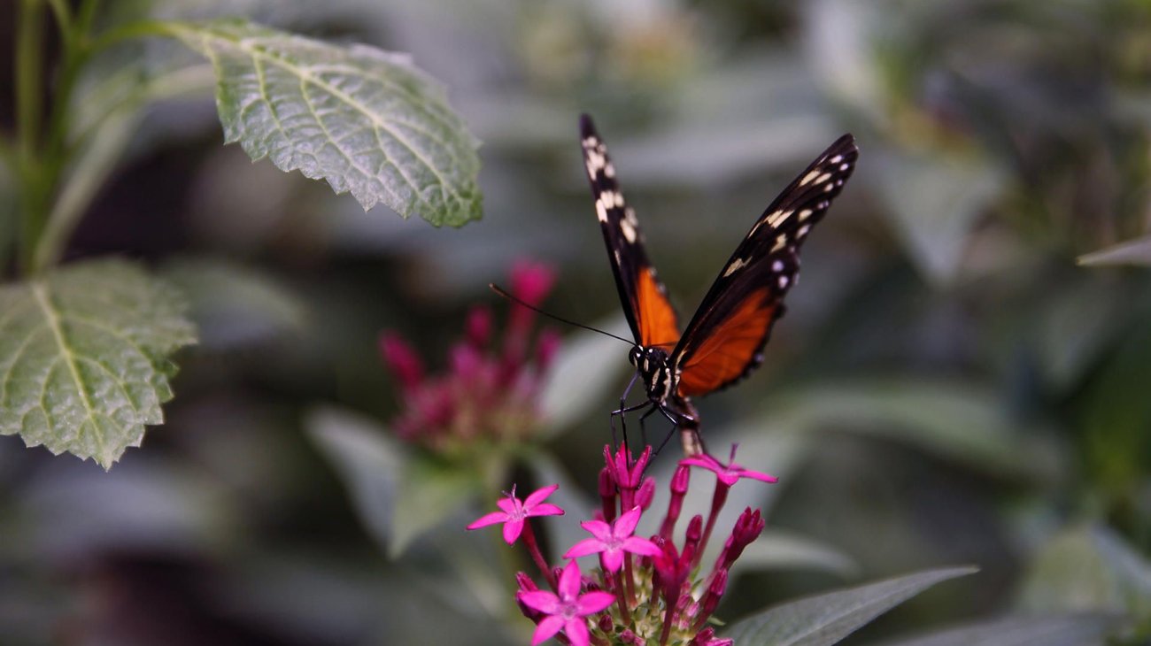 México impulsa tecnología para rastrear a la mariposa monarca