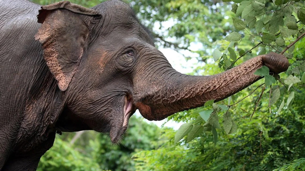 Sacrificarán a elefantes para aliviar el hambre por sequía