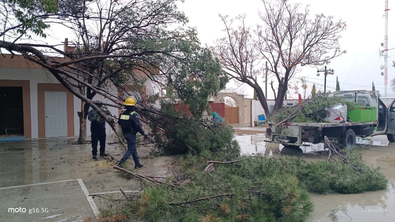 Presenta arbolado adulto de Arteaga afectaciones tras frente frío