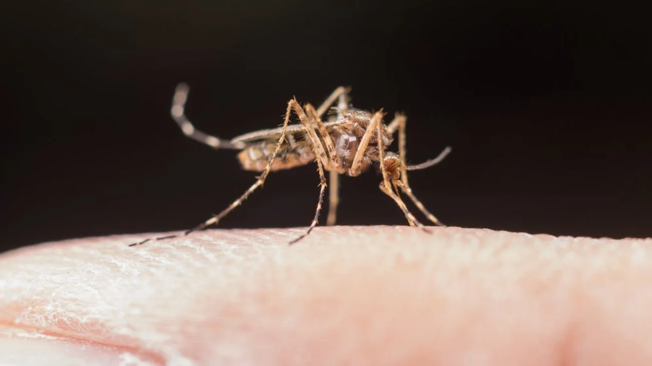 La OMS lanza un plan global para combatir el dengue