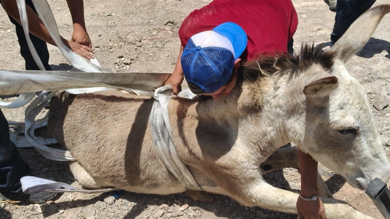 Rescatan a burrito tras caer en fosa en ejido de Saltillo