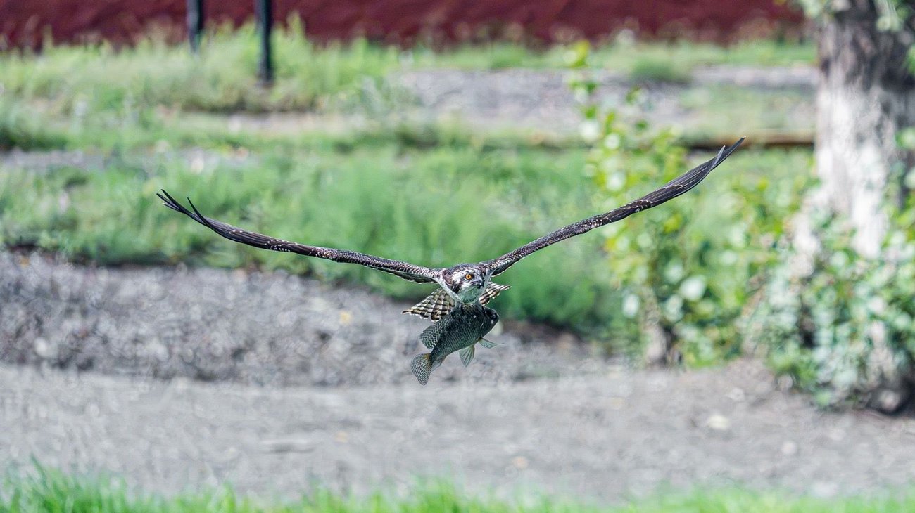 Documentan más de 200 especies de aves migratorias en Saltillo