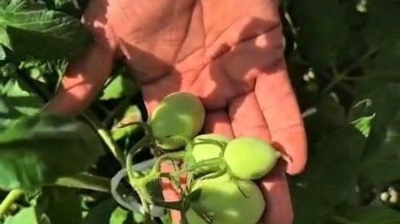Huerto demostrativo promueve mejor alimentación entre embarazadas