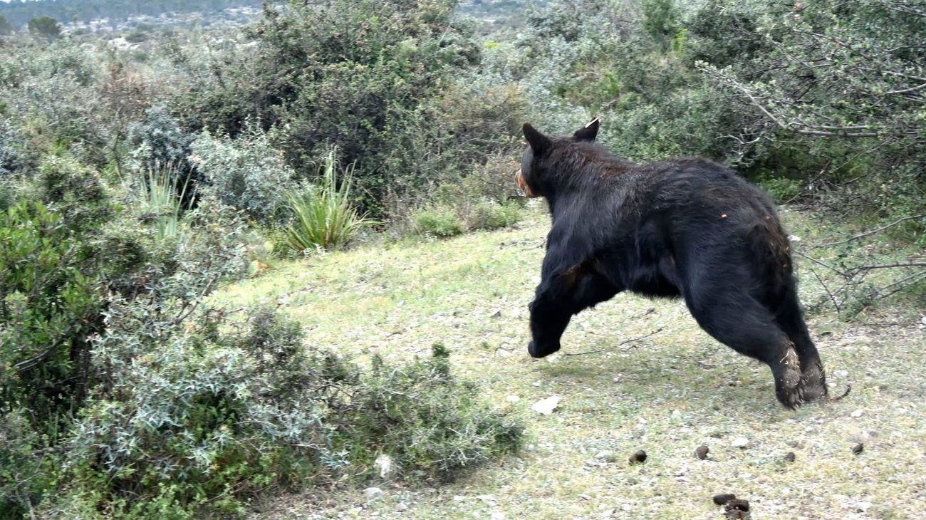 Reubican osos negros para evitar riesgos en zonas urbanas