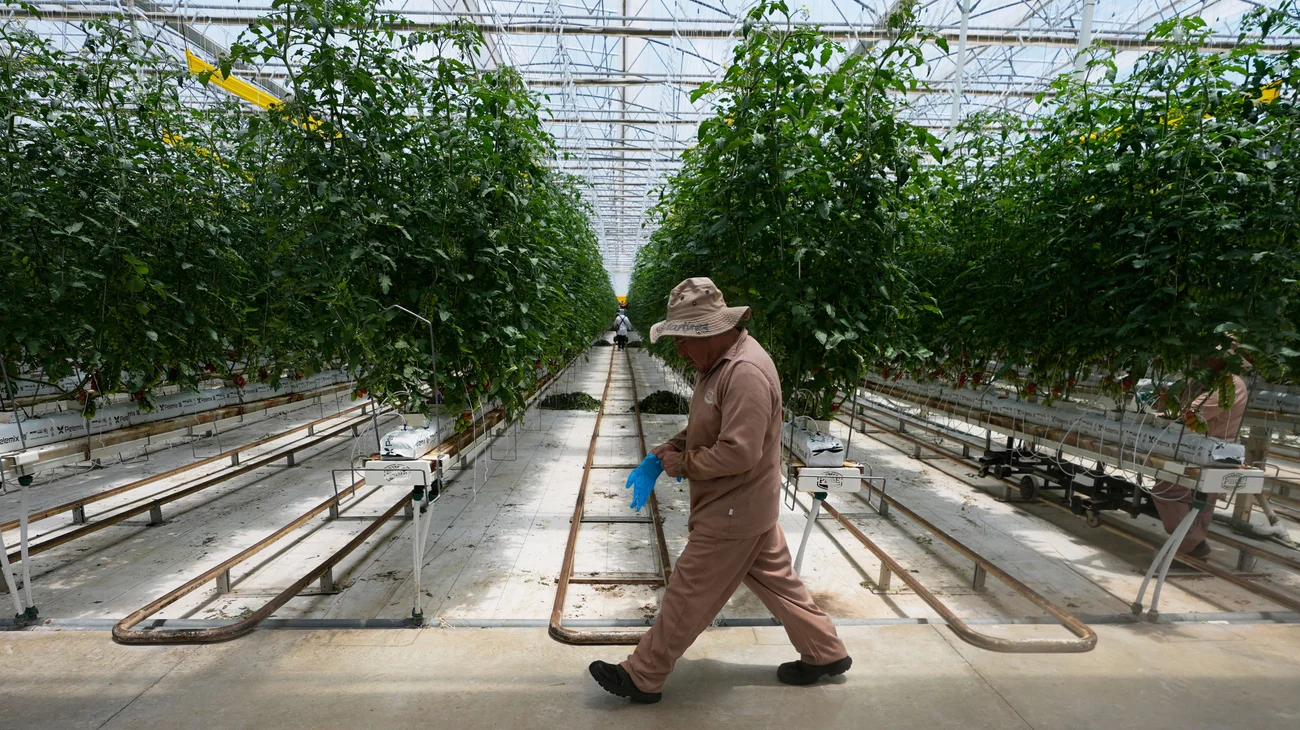 Advierten agricultores 'catástrofe alimentaria' por aranceles