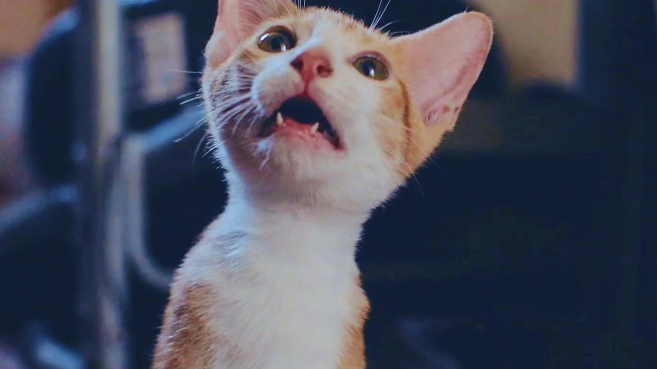 AP_25213661870959_7ace8f334c