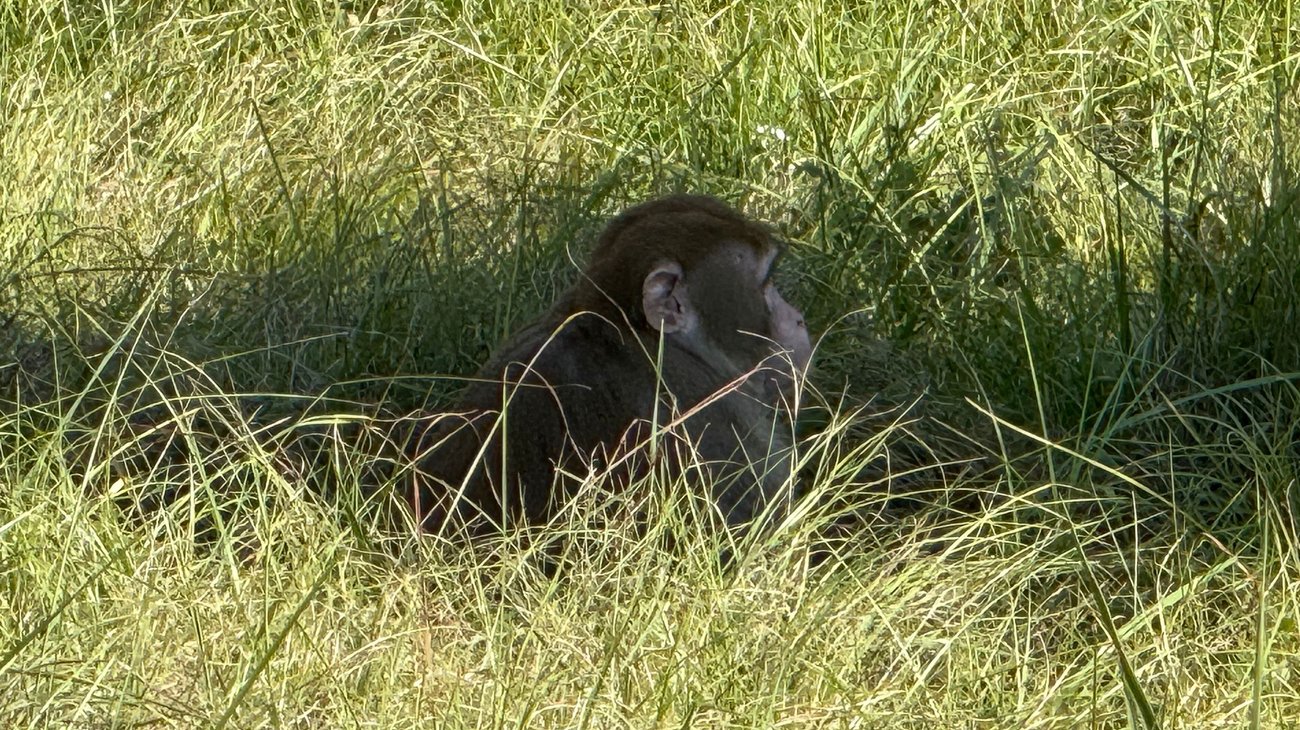 AP_25304829875415_4bd33c47f0