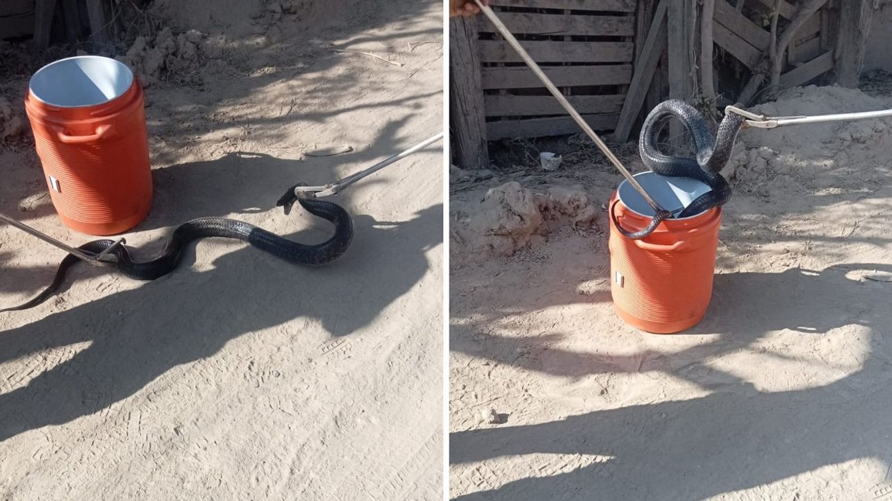 Atrapa Protección Civil de Escobedo a 'mini anaconda'