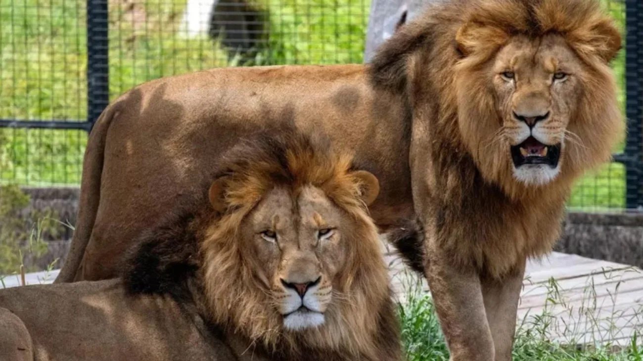 Abaten a león que se escapó y ataco a un campesino en Turquía 