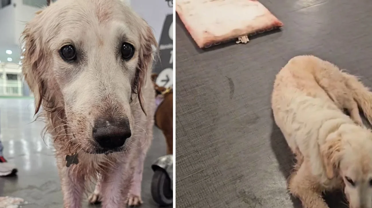 Aerolínea se deslinda de maltrato a perrita 'maple' tras vuelo