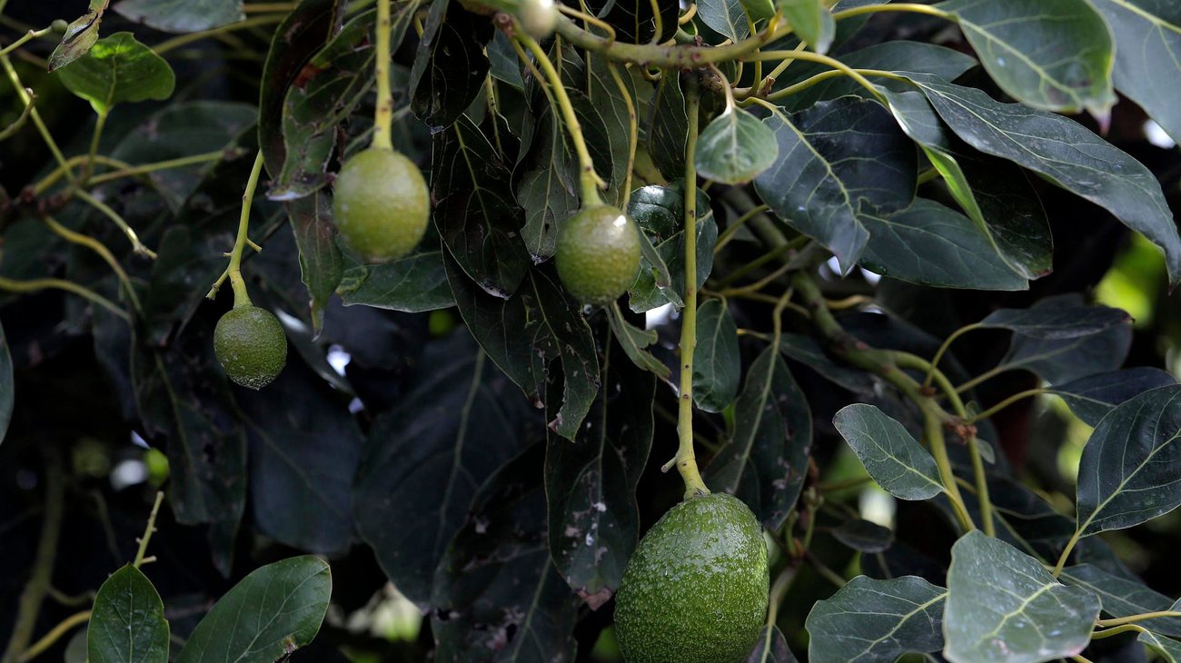 Aguacate de Michoacán, al límite por el apetito voraz de EUA