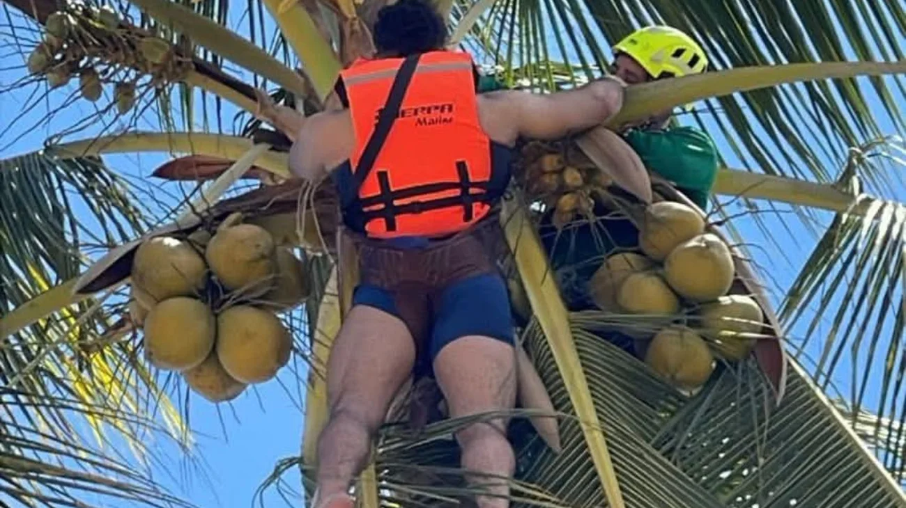 Rescatan a regio atorado en una palmera en playa de Nuevo Nayarit